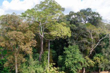 Angkor 'daki Bayon Tapınağı' nı çevreleyen görkemli ağaçlar, Siem Reap, Kamboçya, doğa ve Khmer tapınağı mimarisinin uyumlu bütünleşmesini vurguluyor..
