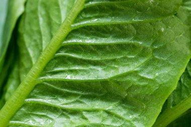 Taze organik yeşil çünkü marul taze dokuları ve canlı yeşil yaprakları gösteriyor..