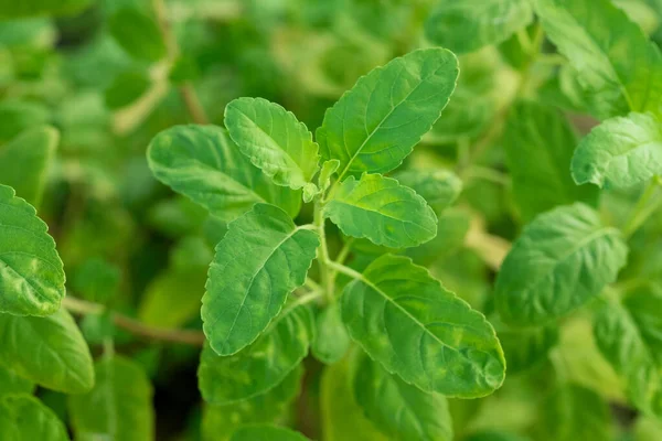 Taze Organik Kutsal Basil (Tulsi) Yeşil Yapraklı Bitki
