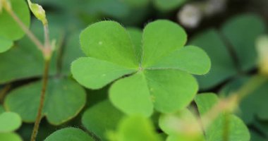 Oxalis corniculata Linn 'in (sürünen ahşap kuş) yakın plan çekimi..