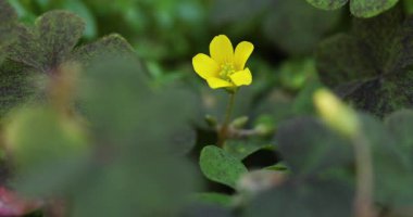Oxalis corniculata Linn 'in (sürünen ahşap kuş) yakın plan çekimi..