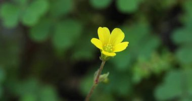 Oxalis corniculata Linn 'in (sürünen ahşap kuş) yakın plan çekimi..