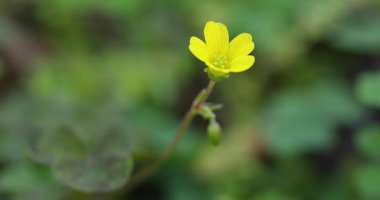 Oxalis corniculata Linn 'in (sürünen ahşap kuş) yakın plan çekimi..