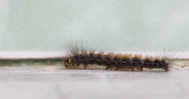 Kıllı Tırtıl Arazide Yürüyor, Doğa Yaban Hayatı