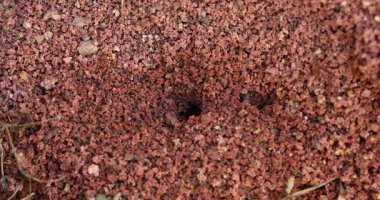 Tropikal ateş karıncalarının yiyecek aramak ve kolonilerini aktif hale getirmek için yuvalarını terk edişlerinin vahşi yaşam görüntüleri..