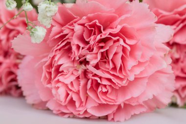 Pembe Karanfil ve Beyaz Çinga Çiçeği 'nin Doğal Işıkta, Parlak ve Neşeli Kutlamalar İçin Yakın Çekimi