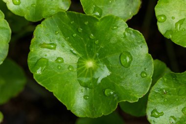 Centella Asiatica 'nın Yakın Çekimi Su Damlacıklarıyla Yapraklar, Bitkisel İlaç Konsepti