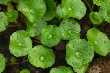 Centella Asiatica 'nın Yakın Çekimi Su Damlacıklarıyla Yapraklar, Bitkisel İlaç Konsepti