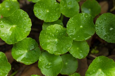 Close-Up of Centella Asiatica Leaves with Water Droplets, Herbal Medicine Concept