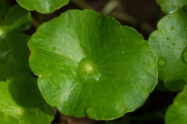 Close-Up of Centella Asiatica Leaves with Water Droplets, Herbal Medicine Concept