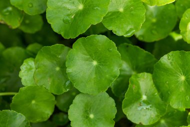 Close-Up of Centella Asiatica Leaves, Herbal Medicine Concept