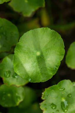 Close-Up of Centella Asiatica Leaves, Herbal Medicine Concept