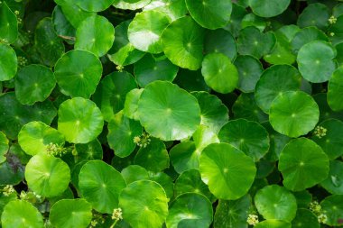 Centella Asiatica Leaves Close-Up Herbal Medicine Concept