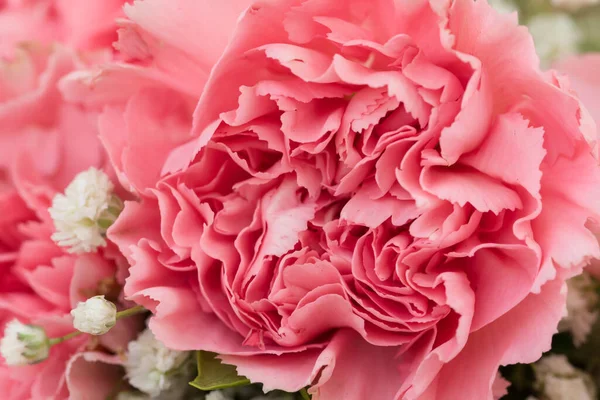 Pembe Karanfil ve Beyaz Çinga Çiçeği 'nin Doğal Işıkta, Parlak ve Neşeli Kutlamalar İçin Yakın Çekimi