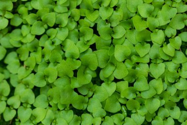 Nemli Toprağın Doğal Arkaplanından Küçük Bitkiler Büyüyor