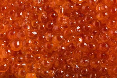 Canlı turuncu incileri ve parlak dokuları olan taze somon yumurtası (ikura veya somon havyarı), suşi, Japon mutfağı ve özel deniz ürünleri kavramları için idealdir..