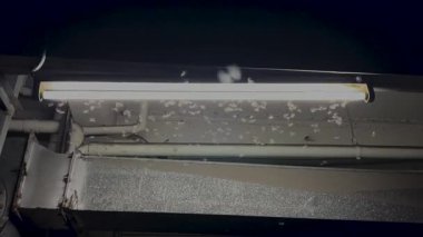 Uçan termitler gece parlayan bir ampulün etrafında toplanırlar. Tayland 'da genellikle yağmur mevsiminde görülen doğal bir böcek davranışı, doğa, haşere kontrolü, tropikal iklim ve çevresel kavramlar için idealdir..