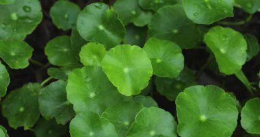 Taze Centella asiatica yaprakları, bitkisel ilaçlar ve sağlık konseptinin yakın çekim videosu.