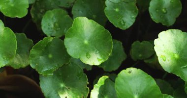 Taze Centella asiatica yaprakları, bitkisel ilaçlar ve sağlık konseptinin yakın çekim videosu.