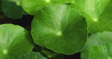 Taze Centella asiatica yaprakları, bitkisel ilaçlar ve sağlık konseptinin yakın çekim videosu.