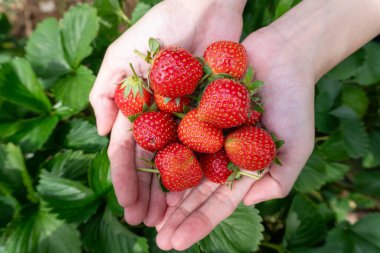 Taze toplanmış çilekleri tutan eller, bahçe. Açık avuçlarda yemyeşil bir çilek tarlasına karşı tutulan parlak, canlı, olgun çilekler. Doğal ışık, yüzeysel derinlik.
