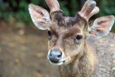 Genç Geyik Portresi: Ormanda Boynuzlularla Fawn 'ın Yakın Çekimi. Yumuşak, doğal ışıklandırma sığ bir alan derinliği yaratır. Sıcak kahverengi ve yeşil tonlar baskın, bulanık orman arka planıyla.