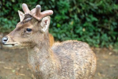 Genç Geyik Portresi: Doğal Yaşam Alanında Yan Görünüm. Yumuşak, doğal ışıklandırma sığ bir alan derinliği yaratır. Verimli yeşil yapraklar bulanık bir arkaplan sağlar. Topraksı tonlar renk paletine hakim..