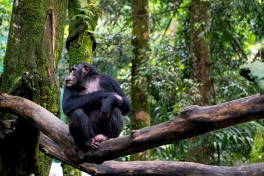 Şempanze, Lush Tropikal Ormanı 'ndaki şubede dinleniyor. Yoğun yeşil yaprakların arasından süzülen yumuşak, benekli ışık sakin ve doğal bir atmosfer yaratıyor. Derin gölgeler ve canlı renkler hakim..