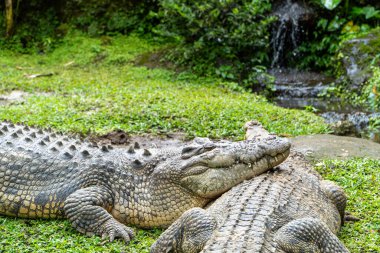 Timsah Şenliği: Suyun yanındaki çimenli kıyıda dinlenen iki sürüngen. Yumuşak, dağınık ışıklandırması olan yemyeşil bir ortam. Sığ bir alan derinliği ve toprak tonuyla doğal, vahşi bir ortam..