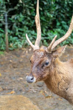Geyik portresi: Ormanda Boynuzlu Bir Erkek Geyiğin Yakın Çekimi. Yumuşak, doğal ışıklandırma sıcak ve dünyevi bir ton yaratır. Bulanık yeşil arkaplanı olan sığ bir alan. Kırsal ve vahşi estetik..