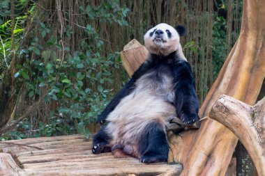 Dev Panda Tahta Yapı 'da Dinleniyor, Yukarı Bakıyor. Yumuşak, doğal ışıklandırma huzur verici bir sahne yaratır. Bereketli yeşil yapraklar bulanık bir zemin oluşturur, ılık ahşap tonlar ve nötr bir palet ile.