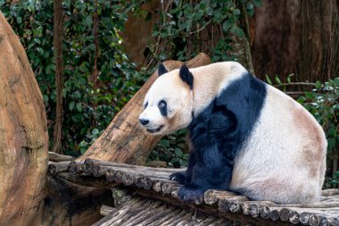 Dev Panda Muhafaza 'daki Tahta Yapı' ya Dinleniyor. Yumuşak, doğal ışıklandırma huzur verici bir sahne yaratır. Ilık ahşap tonları ve soluk renk paleti ile yemyeşil bir arka plan oluşturur.