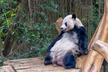 Bambu Ormanı 'ndaki Tahta Yapının Üzerinde Dinlenen Dev Panda. Yumuşak, doğal ışık filtreleri yemyeşil bambudan geçiyor. Sessiz bir renk paleti ile sakin bir sahne yeşiller, kahverengiler ve siyah ve beyaz.