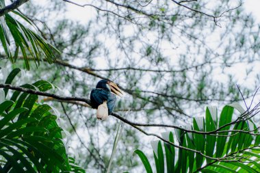 Dalına tünemiş boynuz gagalı kuş, bereketli yağmur ormanı ortamında. Yumuşak, dağınık ışık sakin bir hava yaratır. Yoğun yeşillik ve bulanık bir arka plan kuşu vurgular. Ağırlıklı olarak yeşil ve beyaz renk paleti.