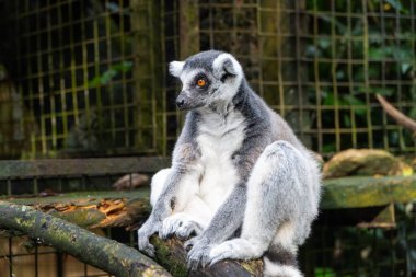Lemur Enclosure 'daki şubede dinleniyor. Yumuşak, dağınık ışık doğal bir his yaratır. Arkaplan bulanık yeşil yapraklar ve metal ağlar. Serin gri ve beyaz renkler hakim.