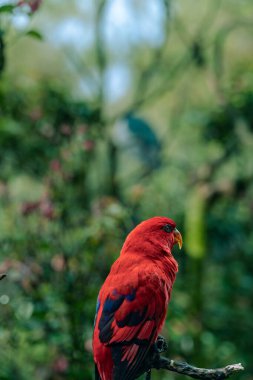 Lush Tropikal Çevre 'de Red Macaw Branch' a tünedi. Yumuşak, dağınık ışık, canlı ve doğal bir sahne yaratır. Koyu yeşiller ve zengin kırmızılar bulanık bir arka planla renk paletine hükmediyor..