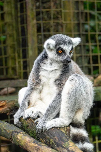 Çember kuyruklu Lemur Enclosure 'daki Branch' a Dinleniyor. Yumuşak, doğal ışıklandırma lemur kürkünün altını çizer. Bulanık, yeşil ve gri arka plan hayvanat bahçesi ya da vahşi yaşam parkı ortamını işaret ediyor. Topraksı tonlar hakim..