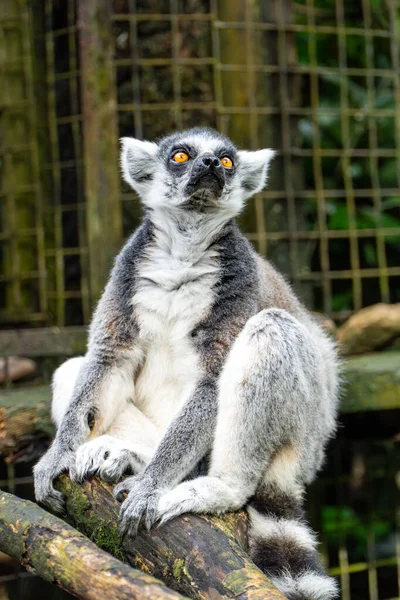 Hayvanat bahçesindeki şubede oturan halka kuyruklu Lemur. Yumuşak, doğal ışıklandırma canlı bir sahne yaratır. Yeşillik yeşillik ve bulanık metal kafes arka planı. Sıcak ve dünyevi renk paleti.