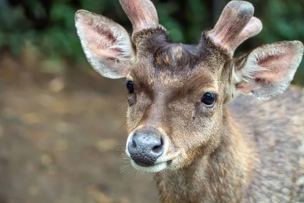 Genç Geyik Portresi: Doğal Yaşam Alanında Bir Geyiğin Yüzünün Yakın Çekimi. Yumuşak, doğal ışıklandırma sığ bir alan derinliği yaratır. Topraksı tonlar ve bulanık yeşil yapraklar barışçıl ve vahşi bir atmosfer sağlar..