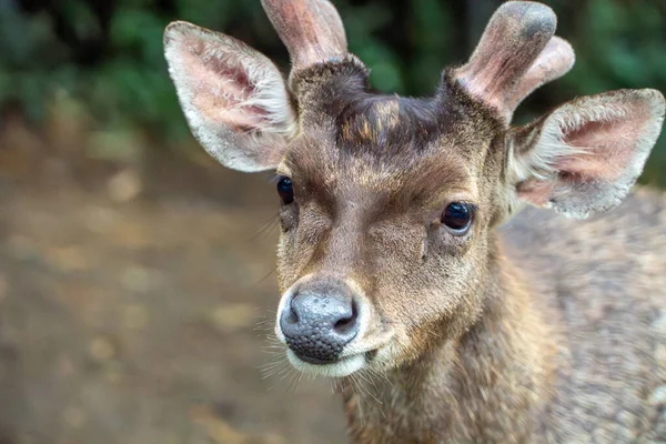 Genç Geyik Portresi: Ormanda Boynuzlularla Fawn 'ın Yakın Çekimi. Yumuşak, doğal ışıklandırma sığ bir alan derinliği yaratır. Sıcak kahverengi ve yeşil tonlar baskın, bulanık orman arka planıyla.