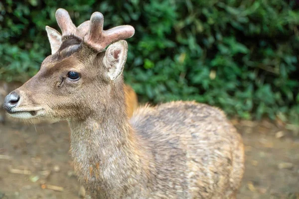 Genç Geyik Portresi: Doğal Yaşam Alanında Yan Görünüm. Yumuşak, doğal ışıklandırma sığ bir alan derinliği yaratır. Verimli yeşil yapraklar bulanık bir arkaplan sağlar. Topraksı tonlar renk paletine hakim..