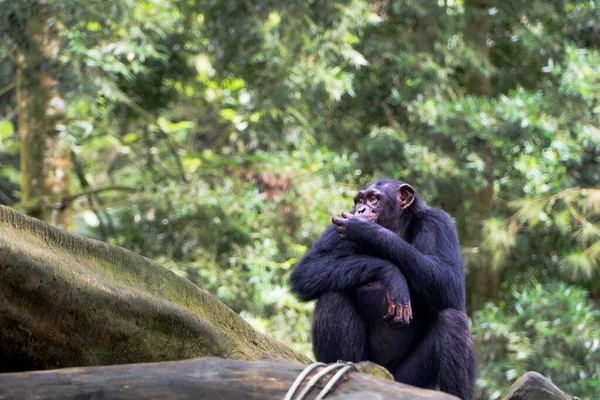Şempanze Yeşillik Ormanı 'nda Oturup Düşünüyor. Yumuşak, dağınık ışık filtreleri yoğun yaprakların arasından geçerek sakin, yeşil tonlu bir atmosfer yaratıyor. Sığ alan derinliği, doğaüstü..