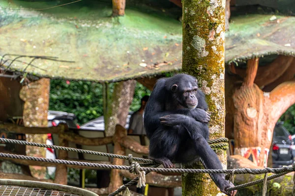 Şempanze Bulanık Arkaplanlı Karakolda Dinleniyor. Yumuşak, dağınık ışık doğal bir hava yaratıyor. Çevre, ahşap yapılar ve yeşil, bulanık bir arka planla çevrili bir hayvanat bahçesidir..