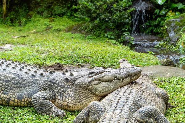 Timsah Şenliği: Suyun yanındaki çimenli kıyıda dinlenen iki sürüngen. Yumuşak, dağınık ışıklandırması olan yemyeşil bir ortam. Sığ bir alan derinliği ve toprak tonuyla doğal, vahşi bir ortam..