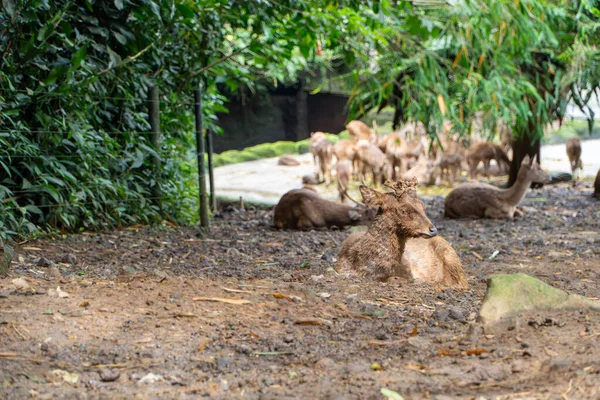 Geyik Koruma Alanı: Ağaçların Altında Rahatlayan Sürü, Doğal Yaşam Alanı. Yumuşak, yayılmış güneş ışığı filtreleri yemyeşil yaprakların arasından geçiyor. Topraksı tonlar hakim, sakin, doğal bir atmosfer yaratıyor. Sığ alan derinliği.