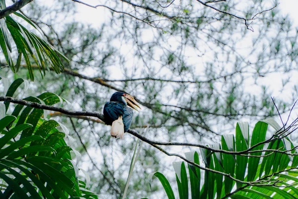 Dalına tünemiş boynuz gagalı kuş, bereketli yağmur ormanı ortamında. Yumuşak, dağınık ışık sakin bir hava yaratır. Yoğun yeşillik ve bulanık bir arka plan kuşu vurgular. Ağırlıklı olarak yeşil ve beyaz renk paleti.