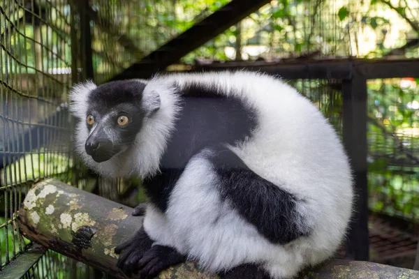 Indri Lemur Enclosure 'daki şubede dinleniyor. Yumuşak, dağınık ışık doğal bir his yaratır. Verimli yeşil yapraklar bulanık bir arkaplan oluşturur. Renk paletine siyah, beyaz ve yeşil hakim..
