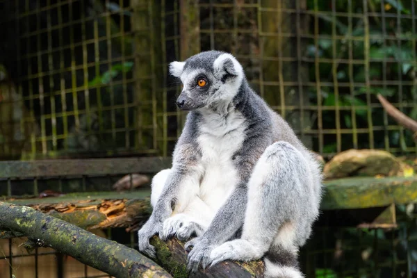 Lemur Enclosure 'daki şubede dinleniyor. Yumuşak, dağınık ışık doğal bir his yaratır. Arkaplan bulanık yeşil yapraklar ve metal ağlar. Serin gri ve beyaz renkler hakim.