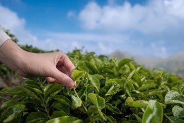 Taze Yeşil Çay Yaprakları Tarlada Elle Toplanıyor. Parlak, doğal ışık, çay yapraklarını nazikçe toplayan bir elin yakın çekimini aydınlatır. Çerçeveyi yemyeşil bir yaprakla dolduruyor..