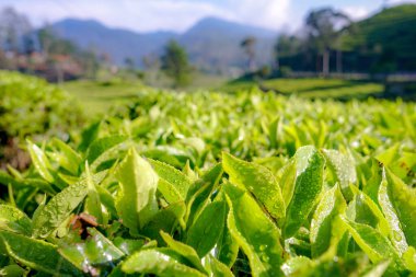 Dew Drops ile Çay Çiftliği, Dağ Arkaplanı. Yakın plan, canlı yeşil çay yaprakları sabah çiğ taneleriyle kaplı. Yumuşak, doğal ışıklandırma. Bulanık dağlarla sığ alan derinliği.